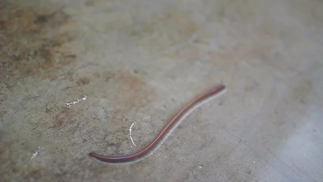 Earthworms are ramble in the Rain