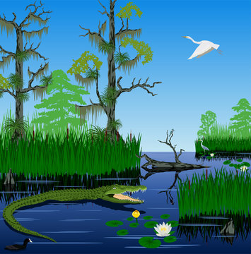 vector wetland Pantanal Florida Everglades landscape