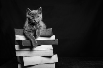 Un chaton gris couché sur une pile de livre en noir et blanc