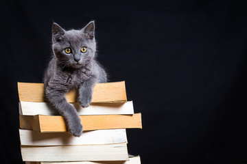 Un chaton gris couché sur une pile de livre