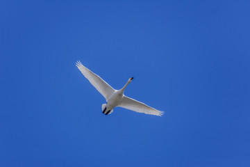 Swan Flying in a Blue sky