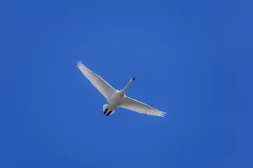 Papier Peint photo Cygne Swan Flying in a Blue sky