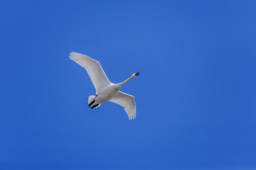 Fototapeta na wymiar Swan Flying in a Blue sky