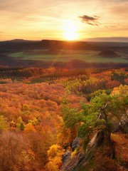 Fresh vivid colors of autumnal forest.  View over birch and pine forest