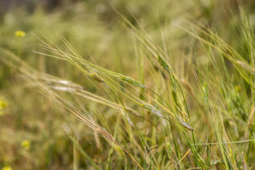 Field background, ears of cereal plant