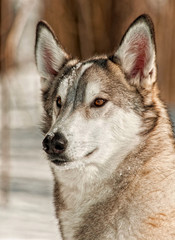 Gray Wolf Hybrid in the Snow