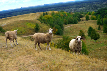 Fototapeta premium Sheep in the pasture, around the beautiful landscape and nature.