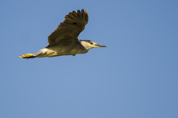 Obraz premium Lone Black-Crowned Night Heron Flying in a Blue Sky