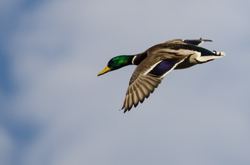Mallard Duck Flying in a Cloudy Blue Sky