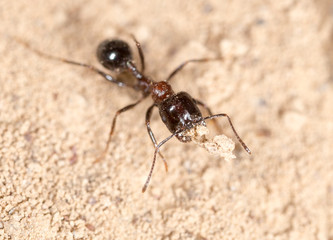 ant in nature. macro