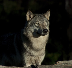 Gray Wolf or Timber Wolf in the Shadows