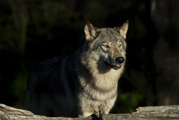 Close Up of a Timber Wolf (also known as a Gray or Grey Wolf) standing in the sun against a dark background
