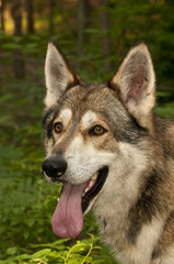 Timber Wolf - Dog Hybrid