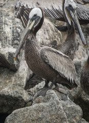 Brown Pelican, Moss Landing