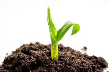 Concept birth of idea- sprout from soil on white background