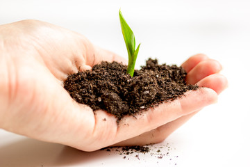 Concept birth of idea- sprout from soil on white background