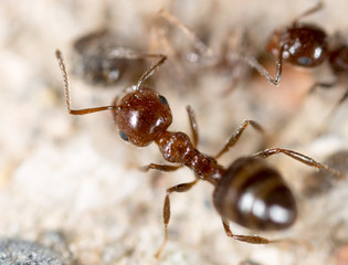 little ant in nature. super macro