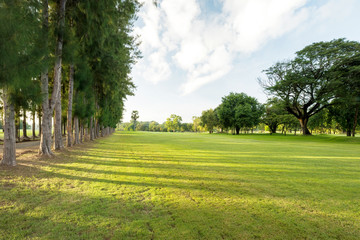 Beautiful green grass landscape at the garden park in the morning