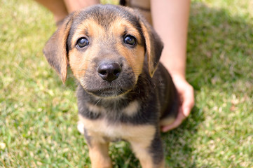 child and puppy in the garden