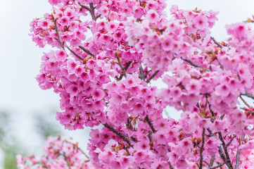 Pink Cherry Blossoms