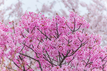 Pink Cherry Blossoms