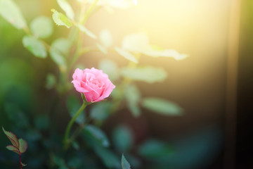 Obraz premium Beautiful pink rose flower in a garden