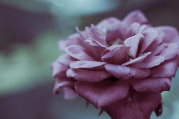 Pink rose flower in garden. Shot toned in vintage color.