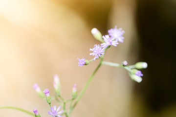 Grass flowers in in field, selective focus