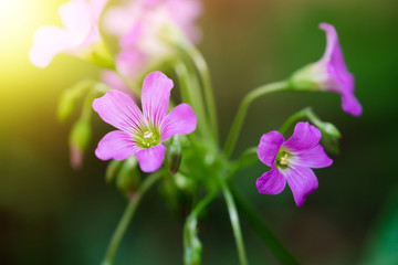 Fototapeta na wymiar Beautiful pink small flower in the garden