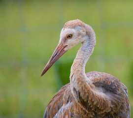 Juvenile sandhill crane