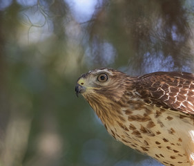Red Shouldered Hawk