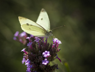 Moth and Butterfly Bush