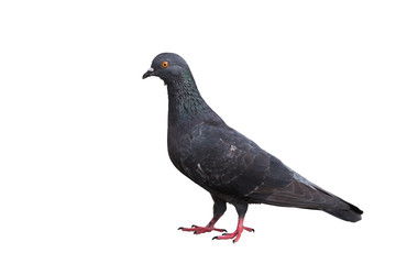 Black pigeon isolated on white. Saved with clipping path
