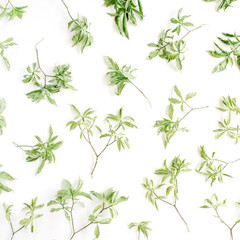 green branches pattern on white background. flat lay.