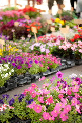 Multi-colored flowers for sale in a market in Lyon, France.