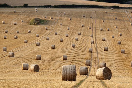 Round hay bales, Swinbrook, Cotswolds, Oxfordshire