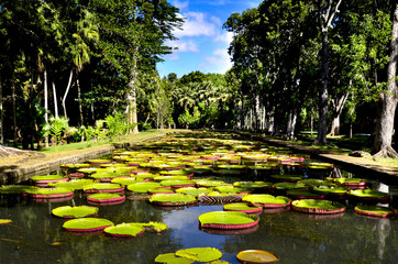Giant water lilies (Victoria Amazonica) in Pamplemousses garden, Mauritius
