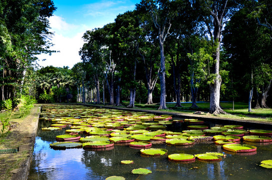 Giant water lilies in Pamplemousses garden, Mauritius