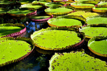 Giant water lilies (Victoria Amazonica) in close up in Pamplemousses garden, Mauritius