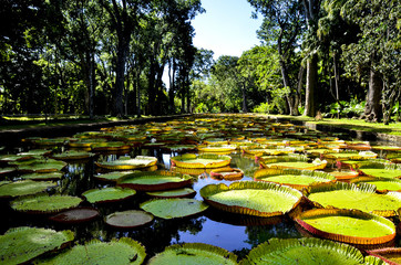 Giant water lilies (Victoria Amazonica) in Pamplemousses garden, Mauritius