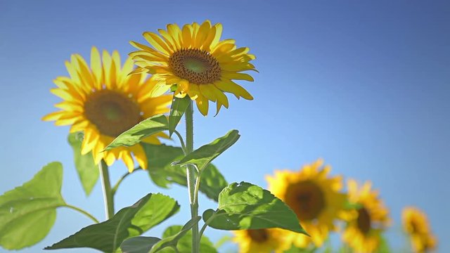  Footage of sunflowers on a clear day 