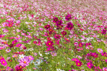 Cosmos flower in Hitachi Park