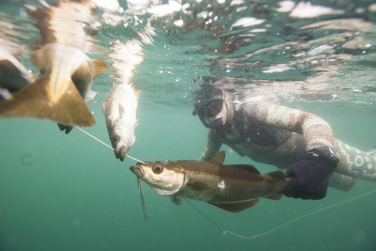 British Spearfishing Championships, Thurlestone, Devon