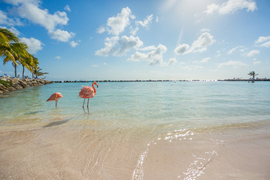 Two Flamingos On The Beach