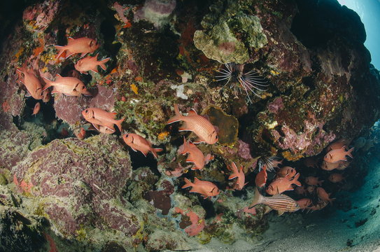 Small school of Blotcheye soldierfish (White edged soldier fish) (Myripristis murdjan), Naama Bay, Sharm El Sheikh, Red Sea, Egypt