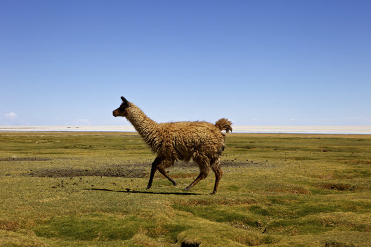 Lima, Tunupa, Bolivia