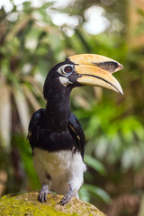 Close-up of the Hornbill, Borneo, Malaysia.
