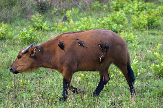 African forest buffalo (Syncerus caffer nanus) with yellow-billed oxpeckers (Buphagus africanus) clinging to its flanks, Parc de la Lekedi, Haut-Ogooue, Gabon