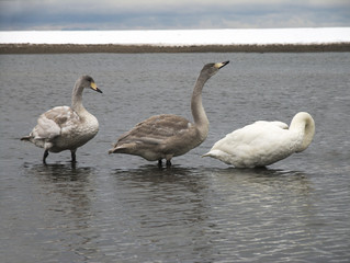 北海道ヌッキベツ川の白鳥