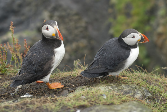 Atlantic Puffin (Fratercula arctica), Lunga, Inner Hebrides, Scotland